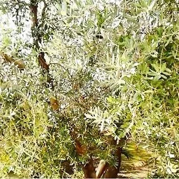 Nocleg ze śniadaniem Li Ccoti